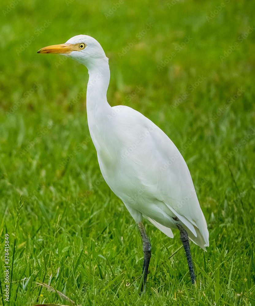 Cattle Egret Bubulcus ibis Costa Ballena Cadiz Cattle Egret Bubulcus ibis Costa Ballena Cadiz
