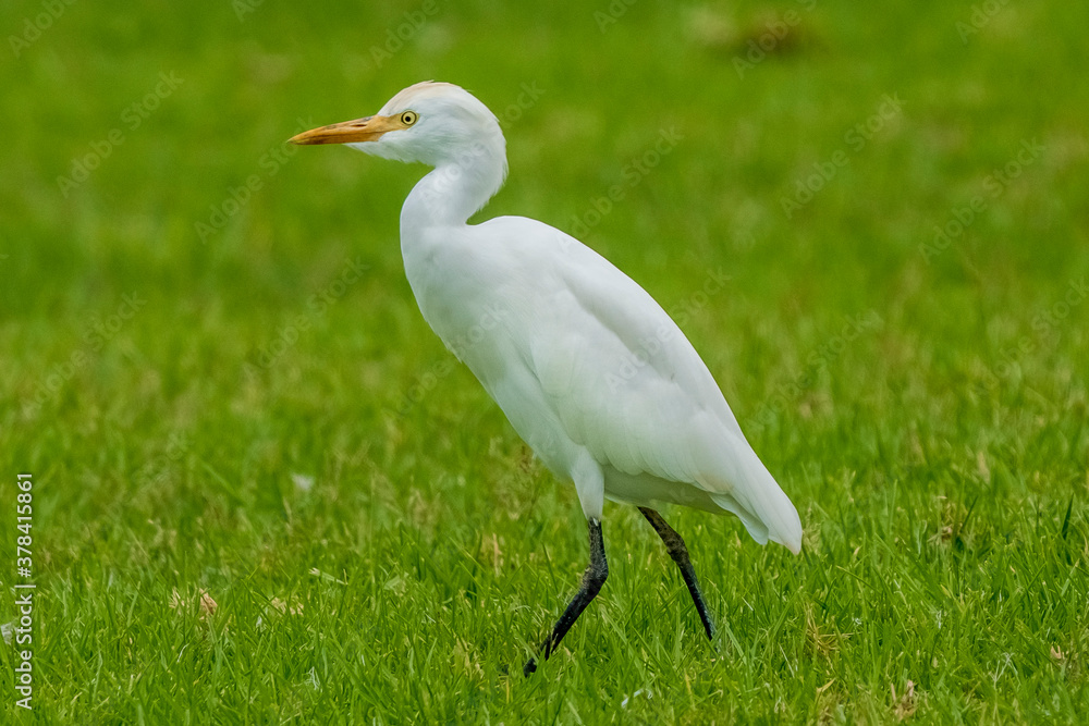 Cattle Egret Bubulcus ibis Costa Ballena Cadiz Cattle Egret Bubulcus ibis Costa Ballena Cadiz