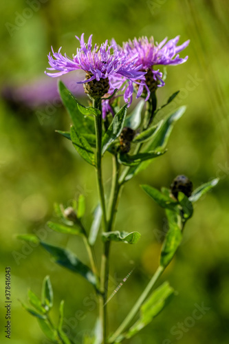 Bright pink flowers of blooming brown knapweed, Centaurea jacea. Selective focus with shallow depth of field.