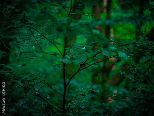 robin in the woods