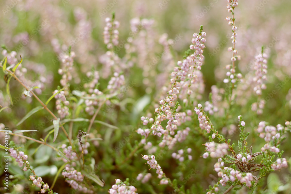 wild pink forest flowers wild pink forest flowers