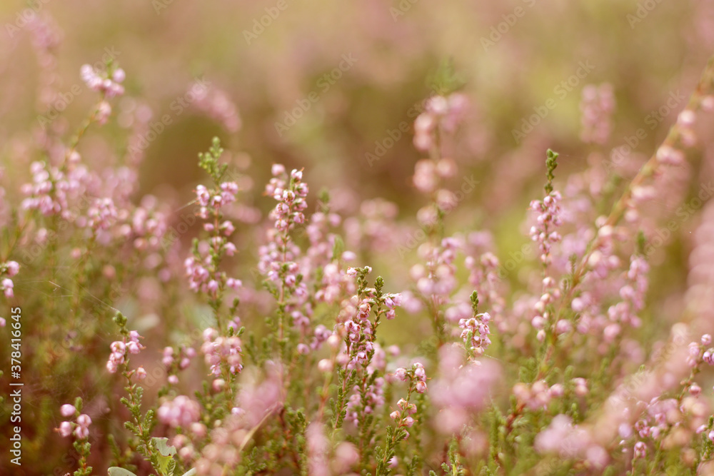 Fototapeta premium wild pink forest flowers