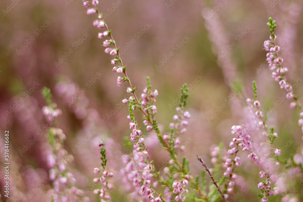 wild pink forest flowers