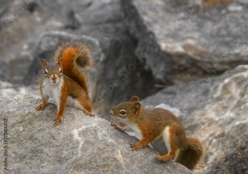 Two red squirrels playing on large boulders close up nobody