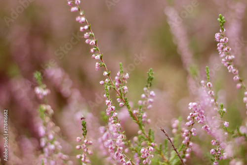 wild pink forest flowers