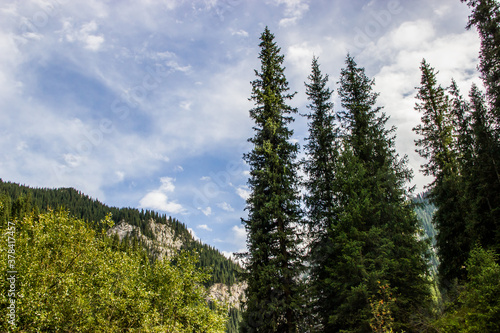 Beautiful Summer landscape with Picea schrenkiana forest, mountains and the cloudy blue sky photo