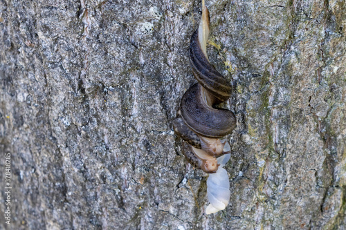 Mating great grey slugs hanging down from tree photo