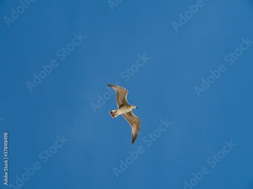 seagull flying in the port of getaria