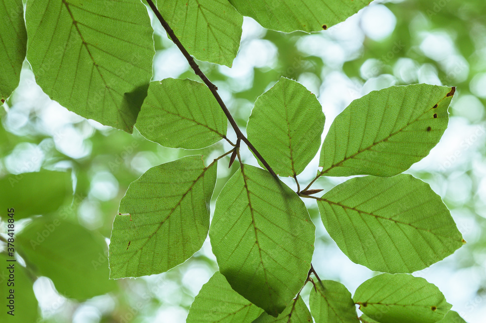 Fresh green leafs with visible veins and nice detail Fresh green leafs with visible veins and nice detail