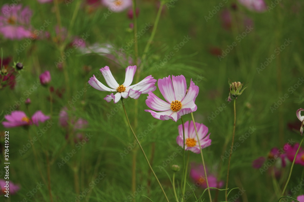 秋を感じさせる花コスモス