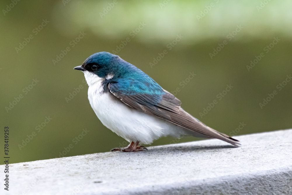 A Beautiful Blue Tree Swallow (Tachycineta bicolor) Perches on a Railing at John Heinz National Wildlife Refuge, Philadelphia, Pennsylvania, USA A Beautiful Blue Tree Swallow (Tachycineta bicolor) Perches on a Railing at John Heinz National Wildlife Refuge, Philadelphia, Pennsylvania, USA