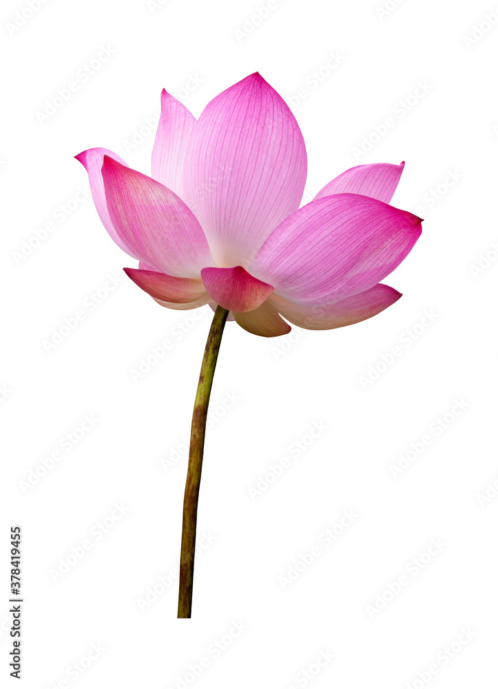 Lotus flower isolated on white background. File contains with clipping path so easy to work.