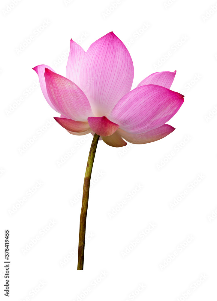 Lotus flower isolated on white background. File contains with clipping path so easy to work. Lotus flower isolated on white background. File contains with clipping path so easy to work.