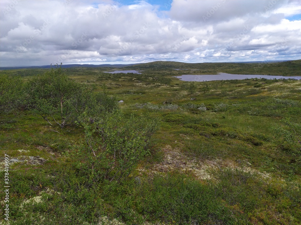 The landscape and vegetation of the tundra