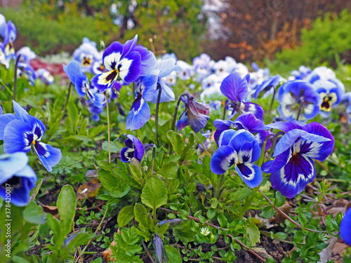 Blue pansies - hibiscus look exotic in shape and colour