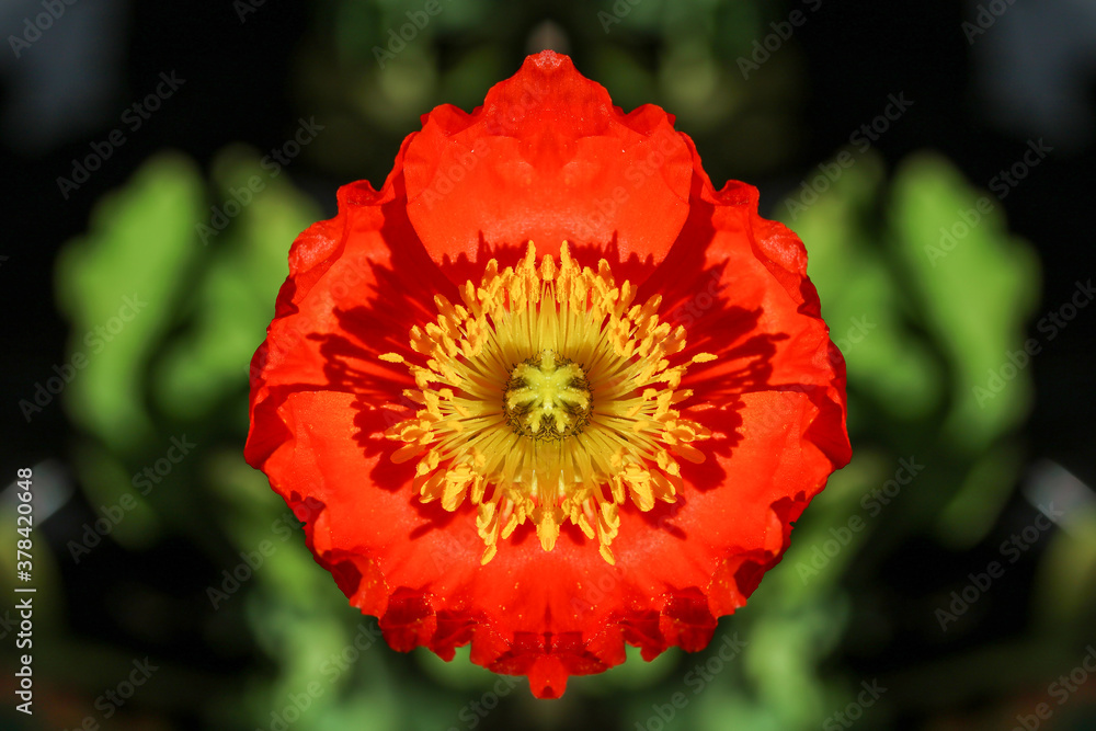 red dahlia flower red dahlia flower