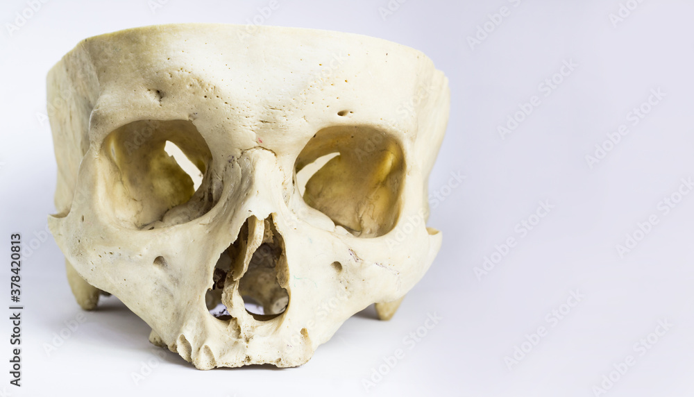 front view of human skull bone without the vault of the skull and mandible in isolated white background front view of human skull bone without the vault of the skull and mandible in isolated white background