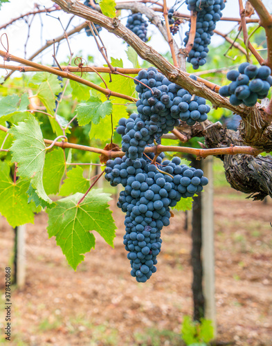 cannonau grape cluster in the vineyard, Jerzu Sardinia, Italy photo