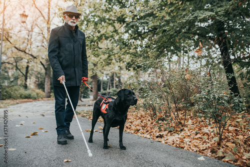 Mature blind man with a long white cane walking in park with his guide dog.