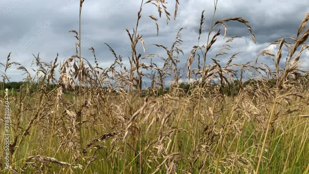 Wild dry golden herbs on a field moving by the wind close up, gray cloudy sky on backdrop Wild dry golden herbs on a field moving by the wind close up, gray cloudy sky on backdrop