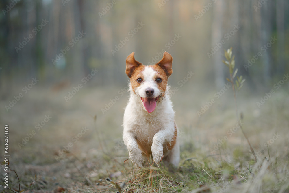 dog runs in a pine forest. little active jack russell in nature