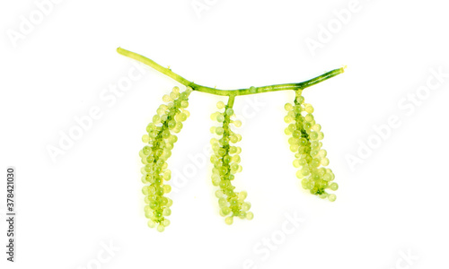 Sea grapes ( green caviar ) seaweed on white background photo