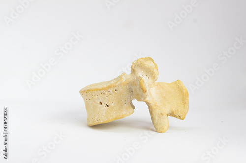 side view of isolated human lumbar vertebra in white background with space for text