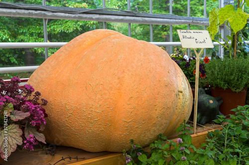  Pumpkin of the Atlantic Giant variety .