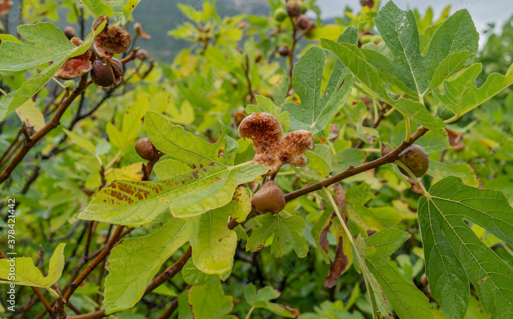 fig tree with ripe fruits Sardinia, Italy fig tree with ripe fruits Sardinia, Italy