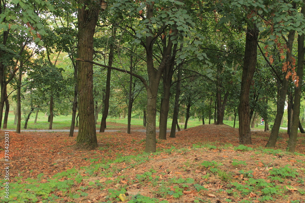 Naklejka premium Autumn forest