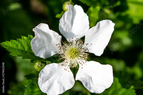 Flor de amora photo