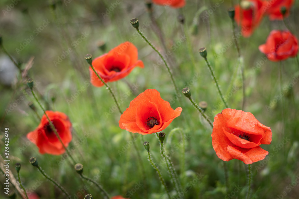 Fototapeta premium Red poppy meadow and green grass. Country landscape. Colorful summer background.