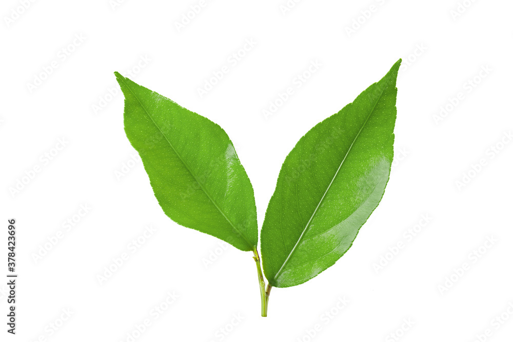 Two lemon leaves isolated on a white background. Two lemon leaves isolated on a white background.