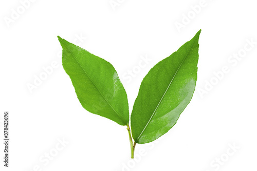 Two lemon leaves isolated on a white background.