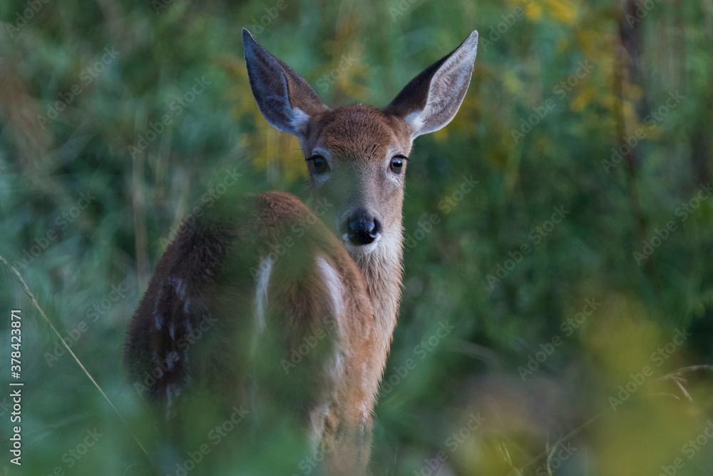 white-tailed deer (Odocoileus virginianus) in summer
