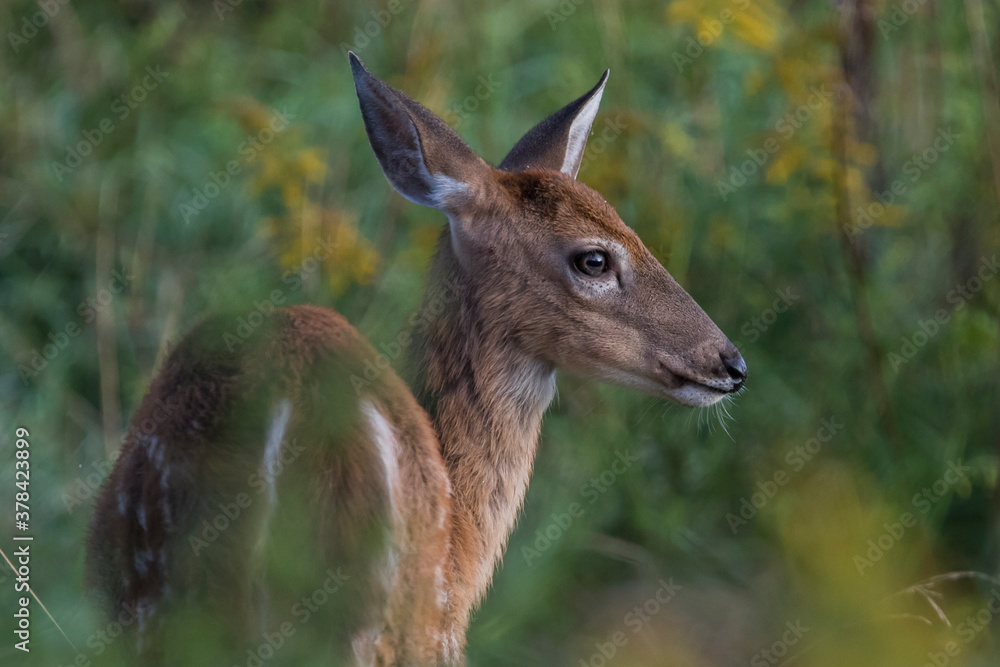 white-tailed deer (Odocoileus virginianus) in summer white-tailed deer (Odocoileus virginianus) in summer