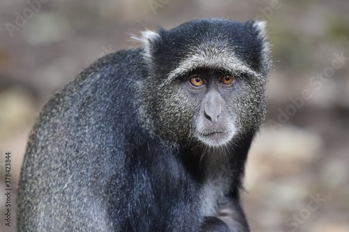 Serengeti National Park, Tanzania: Close-up of Blue monkey © Rini Kools