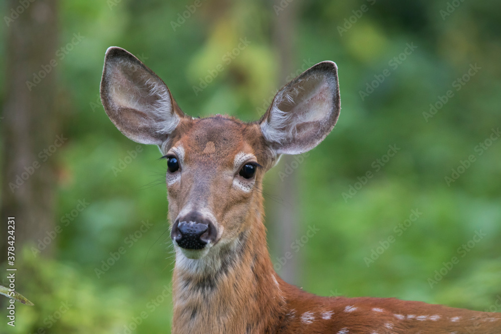 white-tailed deer (Odocoileus virginianus) in summer white-tailed deer (Odocoileus virginianus) in summer