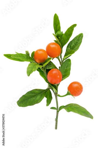 Beautiful branch of a plant Winter cherry plants or Jerusalem cherry (Solanum pseudocapsicum) with orange berries isolated on a white background.