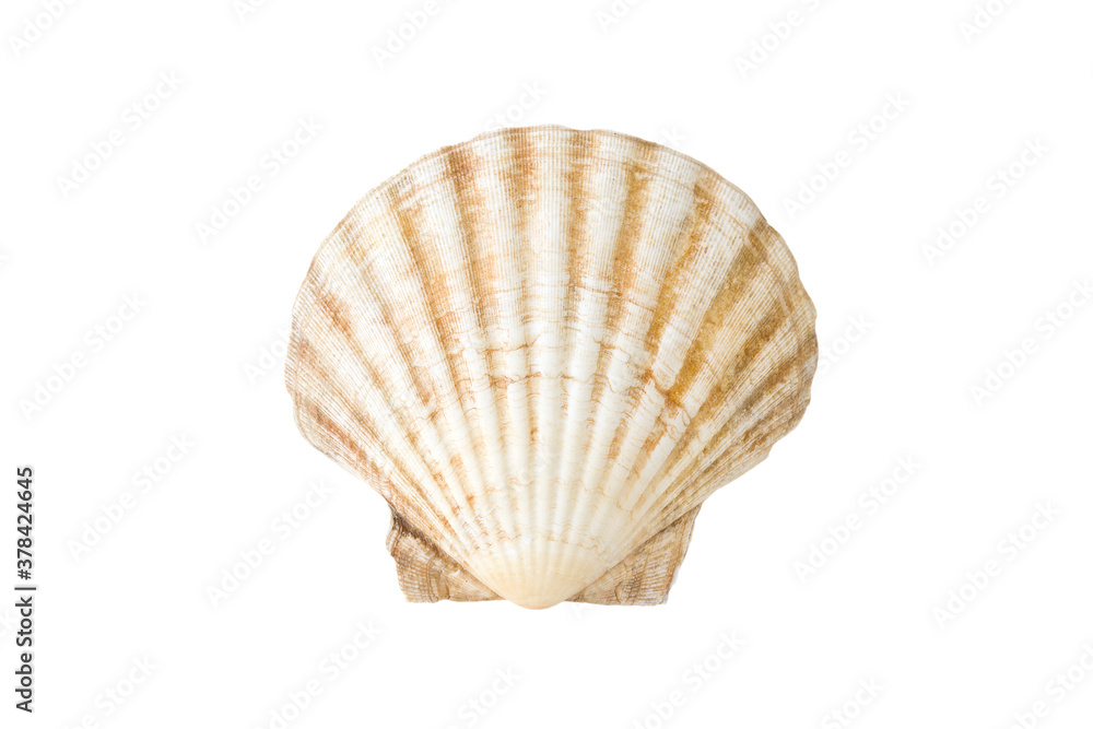 One empty shell Mediterranean scallop (Pecten jacobaeus) isolated on a white background