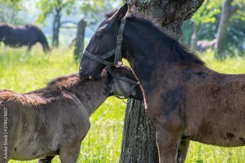 Tablou pe pânză Dark old kladruby horses on pasture on meadow with trees, young baby animal with
