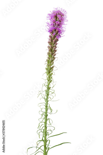 Purple Blooms one Liatris spicata or Gay Feather Flower isolated on white background