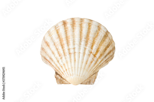 One empty shell Mediterranean scallop (Pecten jacobaeus) isolated on a white background