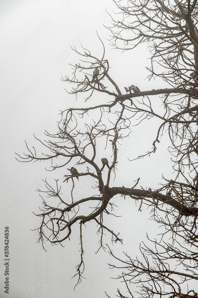 Obraz premium Birds at Top Of Tree at Foggy Sky