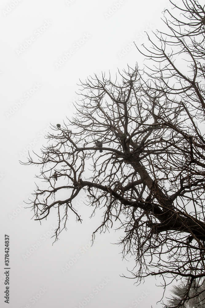Obraz premium Birds at Top Of Tree at Foggy Sky