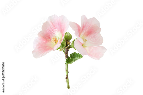 Beautiful pink lavatera olbia Rosea flowers isolated on a white background.