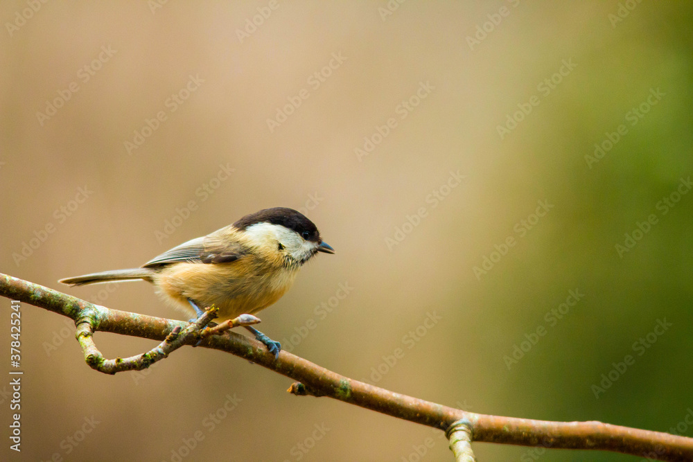 Fototapeta premium règne animal