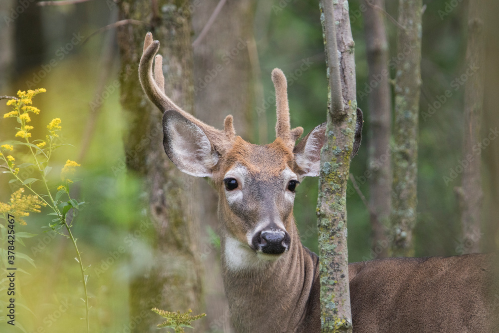 white-tailed deer (Odocoileus virginianus) in summer white-tailed deer (Odocoileus virginianus) in summer