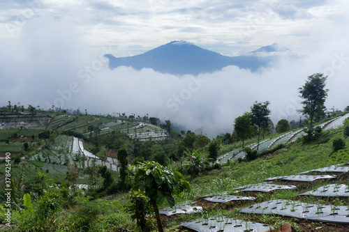 landscape with trees and clouds in central java, indonesia