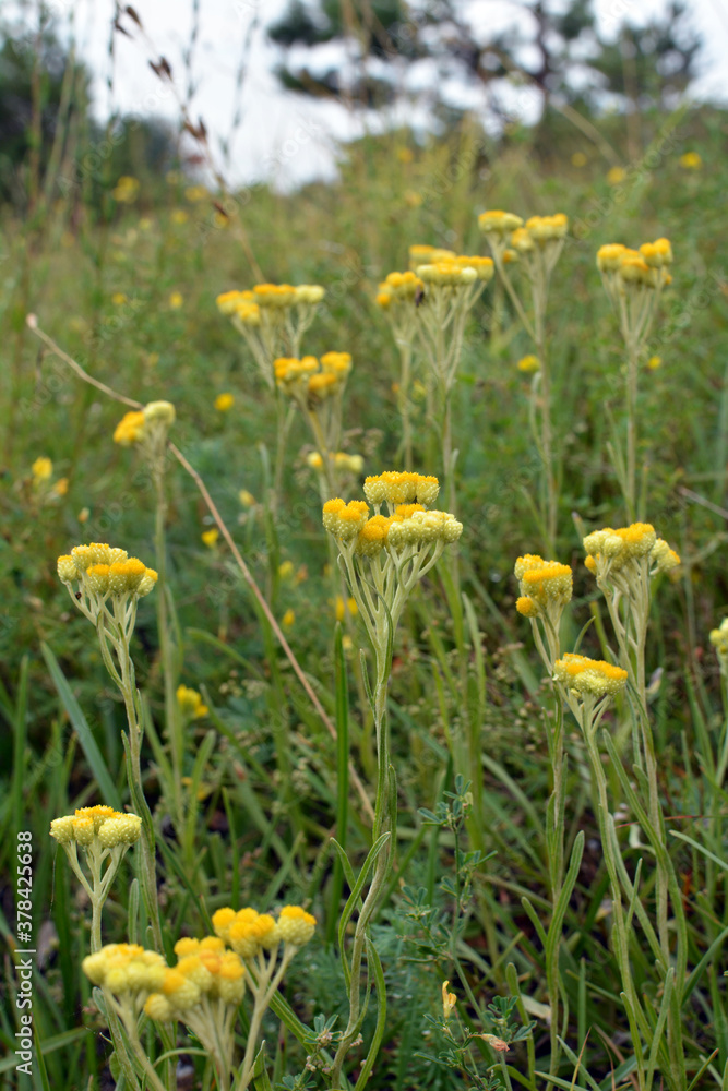 In the wild, the blooms immortelle (Helichrysum arenarium) In the wild, the blooms immortelle (Helichrysum arenarium)